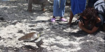 Une tortue marine retrouve son élément naturel en compagnie des élèves de Mare-Gaillard
